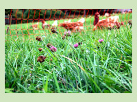 de la bonne herbe